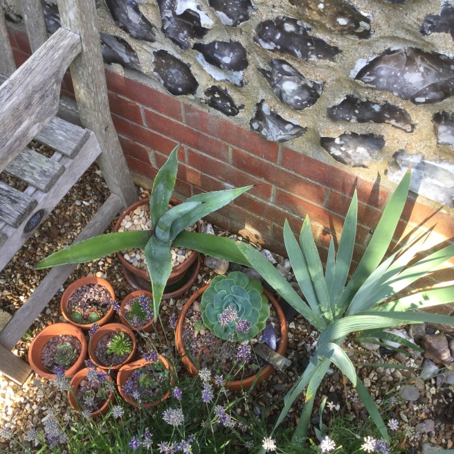 My collection of succulents and a spiky agave.